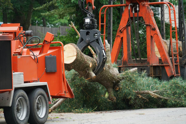 Best Emergency Tree Removal  in El Centro, CA